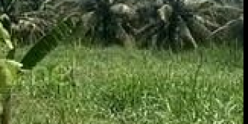 Bán 2 nền đất thổ cư 100 tại Châu Bình,Giồng Trôm, Bến Tre