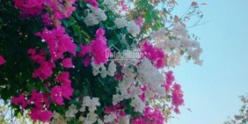 Chuyển về Hà Nội tôi cần bán đất mặt tiền đường Núi Thành DT 393m2 ngang 12m