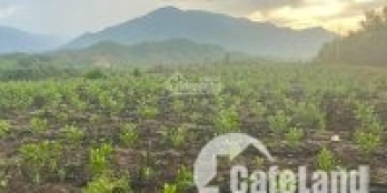 Bán 20.000 m2 (2 héc ta) đất trồng cây lâu năm, thôn Hòa Phát, xã Hòa Phú