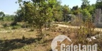 Chính chủ bán rẻ 538m2 đất trồng cây lâu năm + 300m ngoài chỉ 500tr