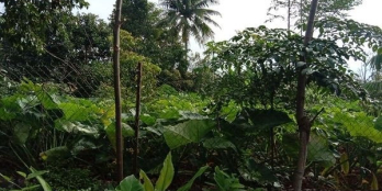 Đất buôn Yông A, Ea Yông, mặt tiền đường liên thôn.