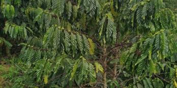 Góc cần bán đất Chính chủ gửi lô 4sào tại đại đờn với giá 400tr/ sào