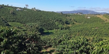 Chính chủ cần bán Đất phúc thọ làng hai Diện tích 1h1