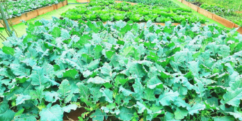 Làng biệt thự Eden Hills gần Đà Lạt chỉ từ 2.45 tỷ 1 lô đã có sổ. Gọi 0934114846