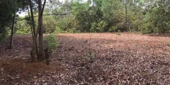 Đất vườn đang canh tác, có điều sẵn, vị trí diện tích như hình,