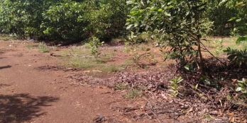 Cần bán mảnh vườn Đức Chánh,Mộ Đức đang trồng sẵn keo 2 năm.