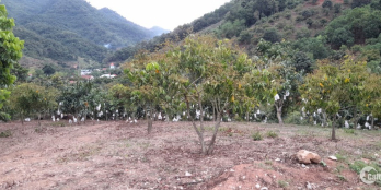 Bán mảnh đât 3000m2 tại Thái Hưng, Mường Sang, Mộc Châu