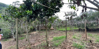 Bán mảnh đất 6200m2 tại Mường Sang, Mộc Châu, Sơn La