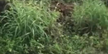 Bán 1xào có 2mặt tiền đường bê tông xã Phú Lộc huyện Tân Phú đồng nai