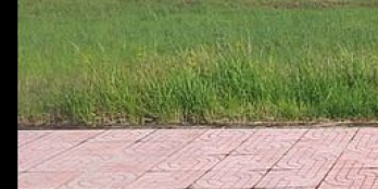 Cần bán gấp đất chính chủ giá rẻ mặt tiền chợ, lô đẹp nhất khu vực