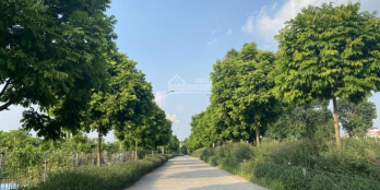 Chủ cần xoay vốn kinh doanh nên bán gấp lô đất phân lô tại xã Yên Mỹ, Thanh Trì