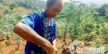 HOÀNG DIỆU H.BAK LÔ SẠCH DT 8X12; 8.75X12