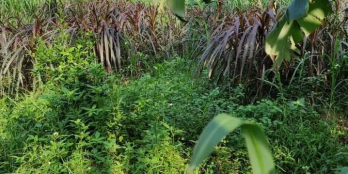 Vườn Nghĩa Dõng cách Hồ Quý Ly chỉ 50m.  Ô tô thông.