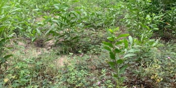 ĐẤT RỪNG SẢN XUẤT 13.782m2, tư nghĩa, quảng ngãi