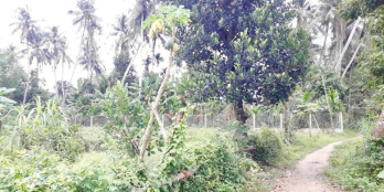 VƯỜN NGHĨA HÀ Diện tích lớn giá cực rẻ cho bà con có nhu cầu đây ạ