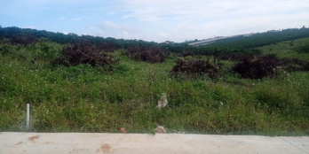 cần bán lô đất diện tích 10x50 = 500m2 quy hoạch full thổ cư hẻm 422 lý thường k