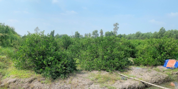 ĐẤT VƯỜN BẾN LỨC - GIÁ RẺ ĐẦU TỪ F0