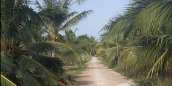 Đất vườn đường oto  kcn Phú Thuận