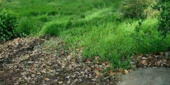 Nền lộ xe hơi, cách cầu chợ Hóa Thành 50m.