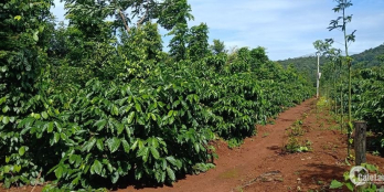 CẦN BÁN 4 sào nn thuộc Đội 2 thôn 5 - Hoà Thắng