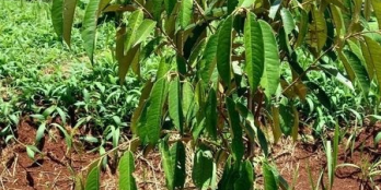 CẦN BÁN 4,6 SÀO ĐẤT ĐẢ TRỒNG SẦU RIÊNG THUỘC K9.P TÂN LỢI TPBMT