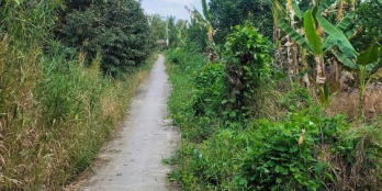 Bán 1000m2 Ấp An Lợi Xả Đông Hòa Hiệp Cái Bè Tiền Giang