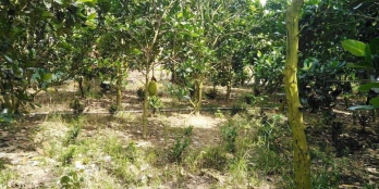 Cần bán gấp thửa đất thuộc ấp Hậu Quới, xã Hậu Mỹ Bắc B, Cái Bè, Tiền Giang