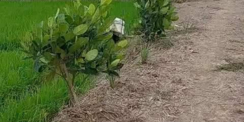 Bán 24 công đất ruộng ấp Mỹ Trinh B, xã Hậu Mỹ Trinh,Cái Bè, Tiền Giang