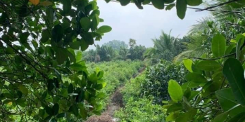 Bán đất vườn mặt tiền đường bê tông ấp Mỹ Trinh A, xã Hậu Mỹ Trinh, Cái Bè