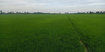 Bán đất ruộng ấp Mỹ Chánh 4, xã Hậu Mỹ Bắc A,Cái Bè, Tiền Giang