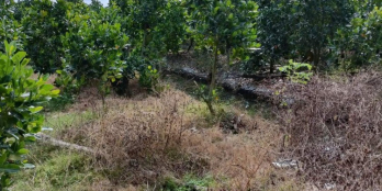 Cần bán 7 công đất trồng mít 2 năm tại xã Hậu Mỹ Bắc B, Cái Bè