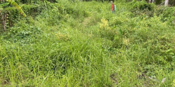 Cần tiền bán gấp  đất đường Lộ Gòn 3,5m, An Hiệp, Đông Hoà Hiệp Cái Bè