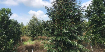 Bán đất vườn hiện đang trồng mít,ổi 400 triệu 1 công  Thiện Trung, Cái Bè