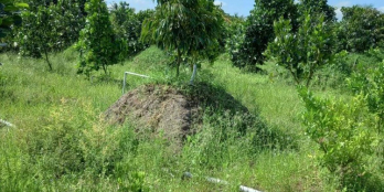 Bà chị cần cho thuê vườn rộng 4.260m2 Ấp Bình đức, xã bình phú, Cai Lậy