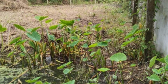 Cần bán gấp miếng đất mặt tiền 28m tại Cai Lậy