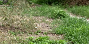 Bán đất vườn xã Giục Tượng, Châu Thành, Kiên Giang