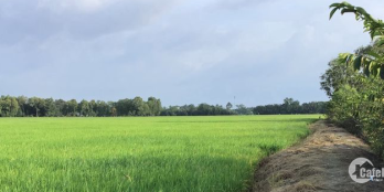 Đất Lúa 60x100m Cập Kênh Ấp Hoà Thạnh Xã Minh Hoà