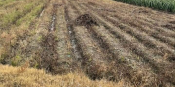 Cần bán đất chính chủ 4600m2 mặt tiền nhựa xe tải vi vu tại Chợ Gạo