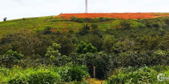 Diện tích 6249 m2 . - Sổ nông nghiệp Xuân Trường- Đà Lạt chỉ có 9ty