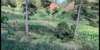 cần bán lô đất nông nghiệp diện tích 2 hec ta đất có sổ sách đầy đủ , đường ô tô