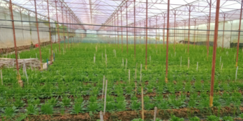 Chính chủ cần bán 6 lô đất ở Đa Phú, phường 7 Đà Lạt