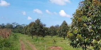 1,1 ha đất bằng bám đường lớn cách đường bê tông 200m ô tô vào tận vườn, sầu đã