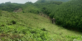 Bán 25000m đất rừng có qh lên cln