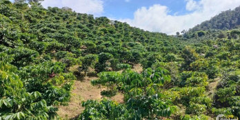 Cần bán nhanh lô đất 1,5 ha cà phê, có 150 cây sầu riêng, giá chỉ 1tỉ 3,còn thươ