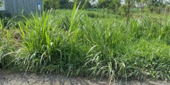 Đất Gò Công Đông - Mặt Tiền Nhựa 4m - Giá Siêu Mềm Mại