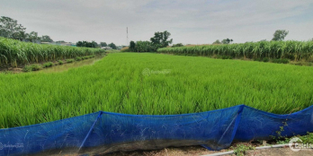 miếng lớn 94.3 m2, 600 triệu xã Đa Phước huyện Bình Chánh