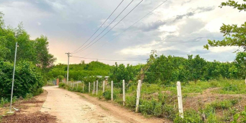 BÁN MẢNH VƯỜN ĐANG TRỒNG BƯỞI, CÁCH HL62 CHỈ 300M. KHÁNH PHÚ, KHÁNH VĨNH.