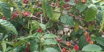 BÁN 2 HEC RẪY TẠI HÒA THÀNH-KRONG BONG-DAKLAK