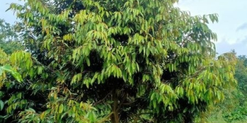 LÔ RẪY VIP SIÊU ĐẸP VỚI 3 MẶT TIỀN ĐƯỜNG VỚI DIỆN TÍCH 1,3 HA ĐẤT ĐỎ BAZAN !