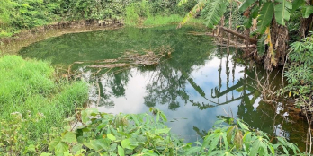 BÁN VƯỜN CÀ PHÊ KINH DOANH VỚI 145 MÉT MẶT TIỀN ĐƯỜNG